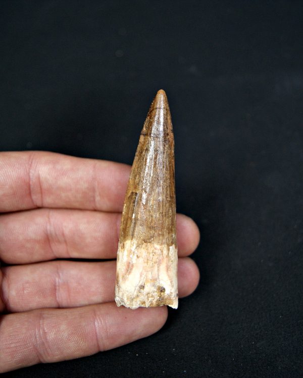 SONY DSC Diente de Spinosaurus