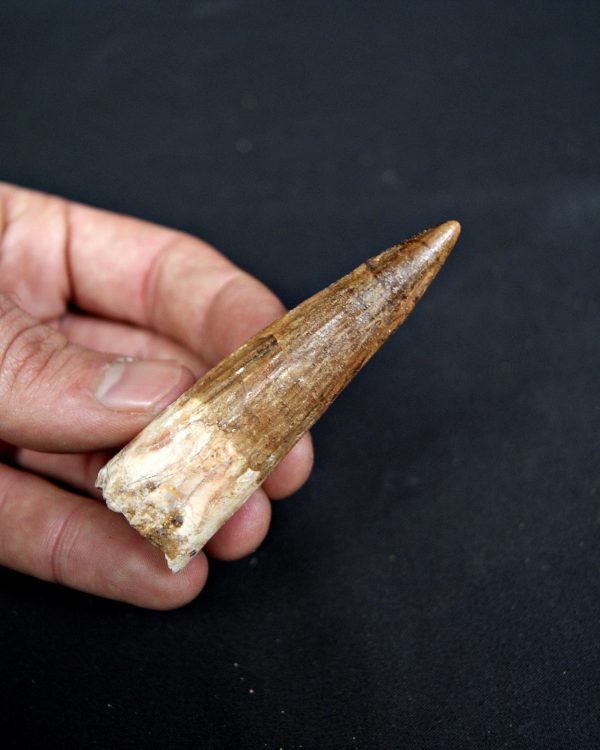 SONY DSC Diente de Spinosaurus