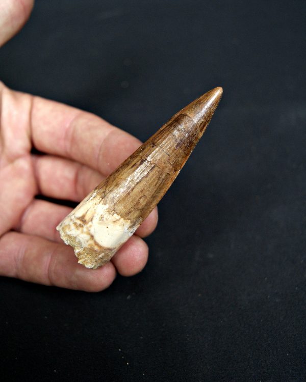 SONY DSC Diente de Spinosaurus