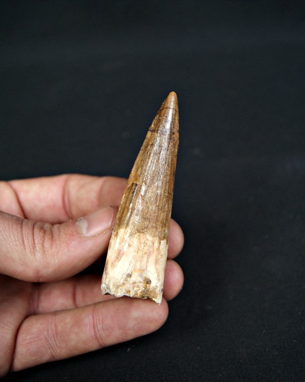 SONY DSC Diente de Spinosaurus