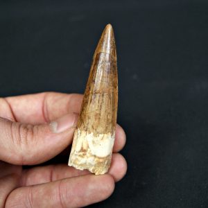 Diente de Spinosaurus