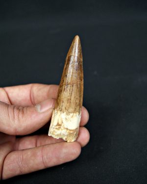 Diente de Spinosaurus