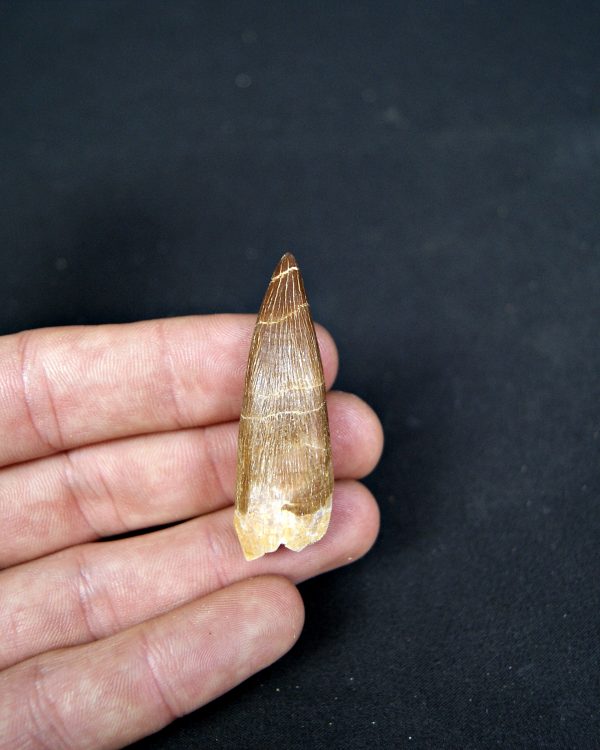 Diente de plesiosaurio