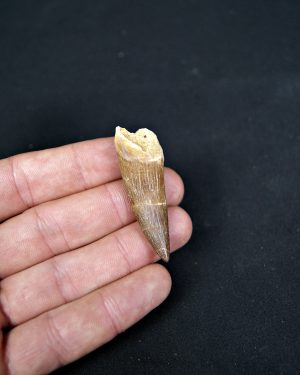 Diente de plesiosaurio