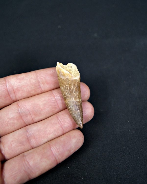 SONY DSC Diente de plesiosaurio