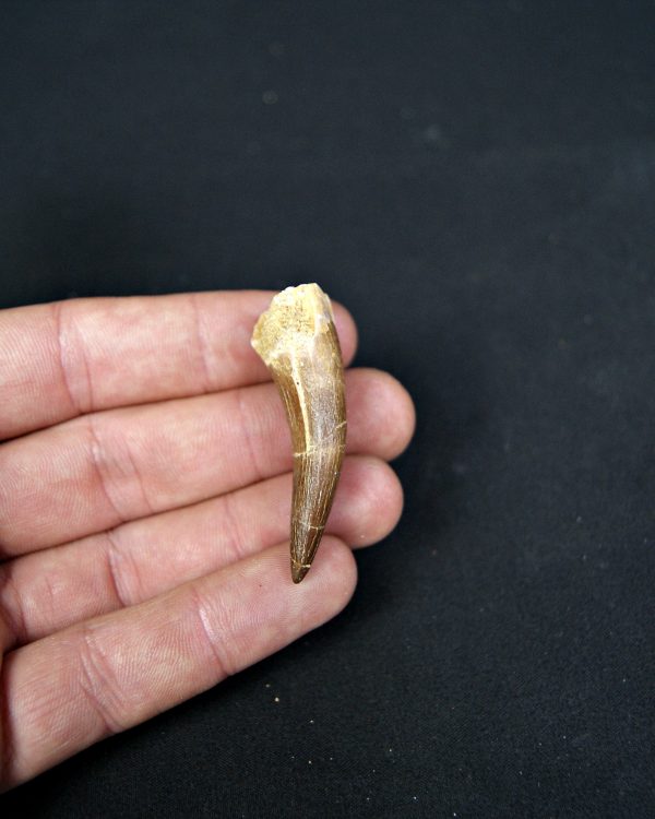 SONY DSC Diente de plesiosaurio