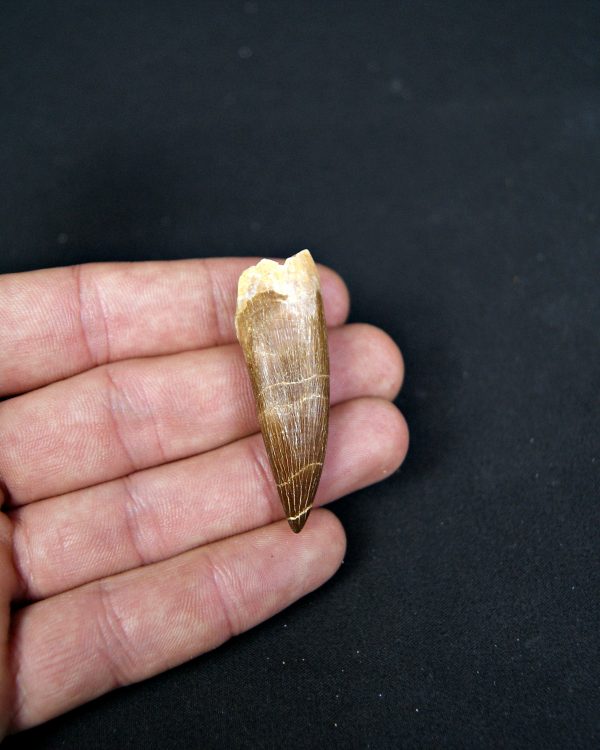 SONY DSC Diente de plesiosaurio