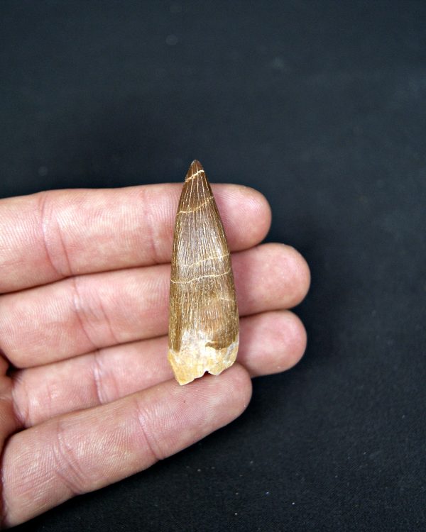 SONY DSC Diente de plesiosaurio