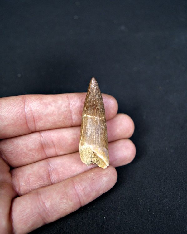 SONY DSC Diente de plesiosaurio