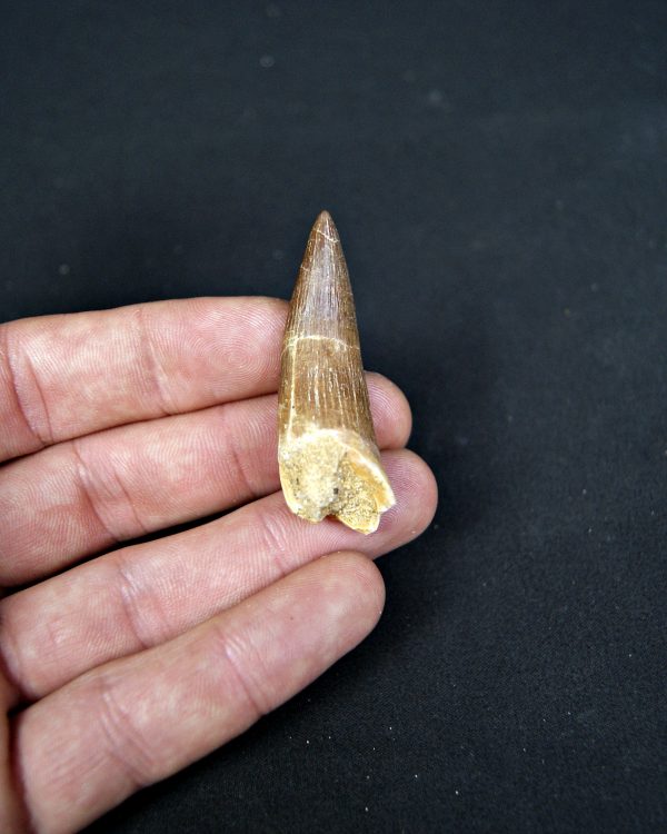 SONY DSC Diente de plesiosaurio