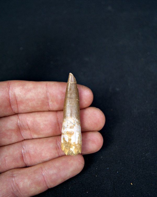 SONY DSC Diente de plesiosaurio