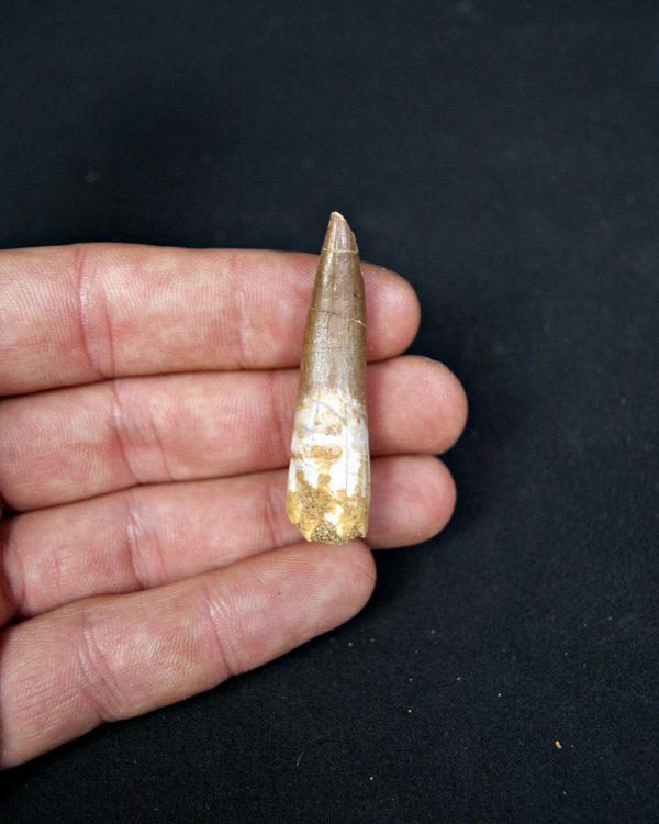 SONY DSC Diente de plesiosaurio