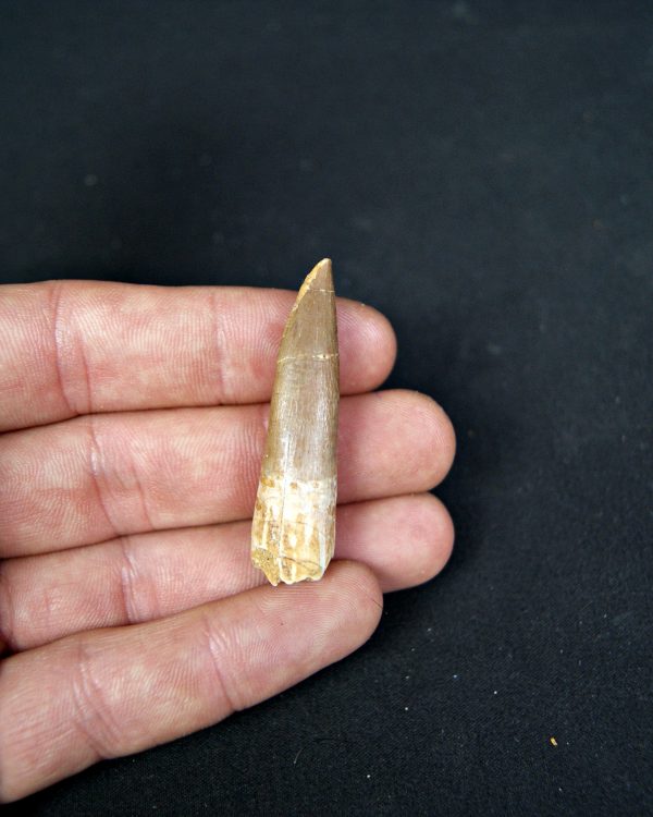 SONY DSC Diente de plesiosaurio