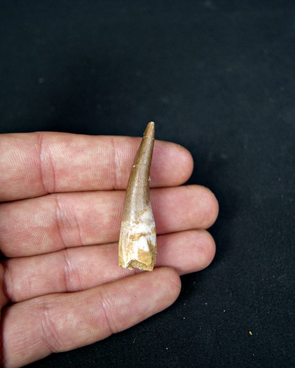 SONY DSC Diente de plesiosaurio