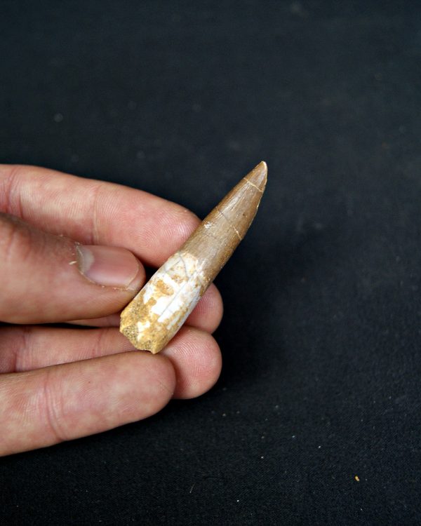 SONY DSC Diente de plesiosaurio