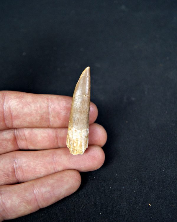 SONY DSC Diente de plesiosaurio