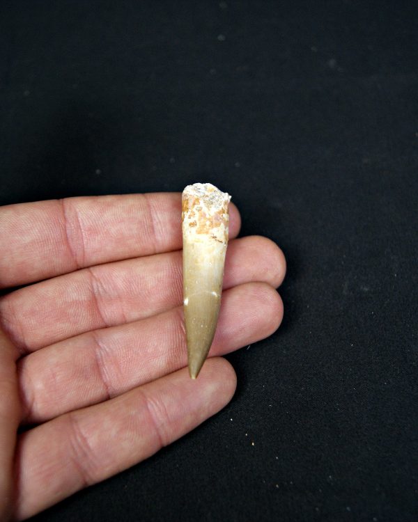 SONY DSC Diente de plesiosaurio