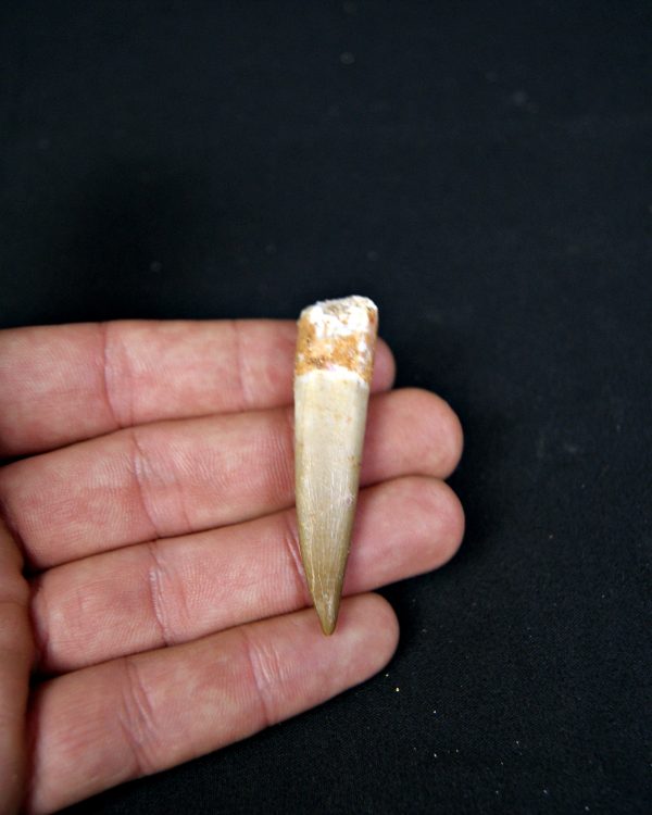 SONY DSC Diente de plesiosaurio