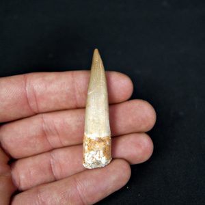 Diente de plesiosaurio