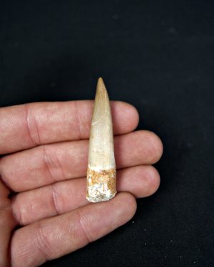 Diente de plesiosaurio