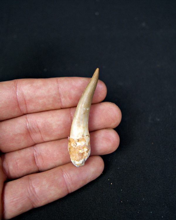 SONY DSC Diente de plesiosaurio