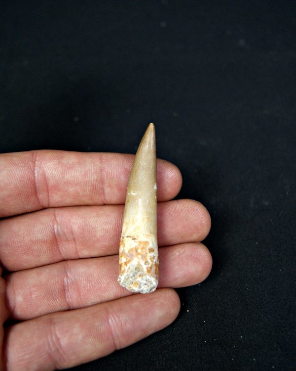 SONY DSC Diente de plesiosaurio