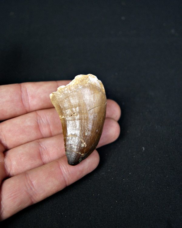 SONY DSC Diente de Mosasaurus