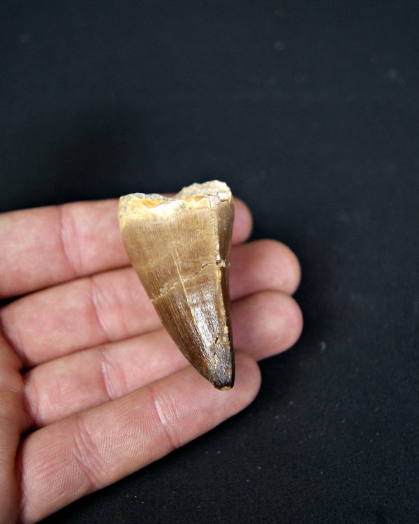 SONY DSC Diente de Mosasaurus