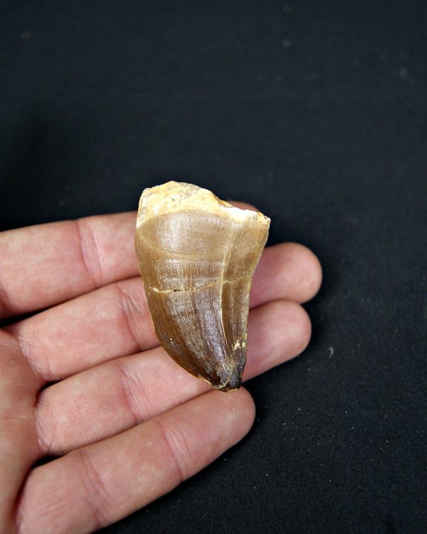 SONY DSC Diente de Mosasaurus