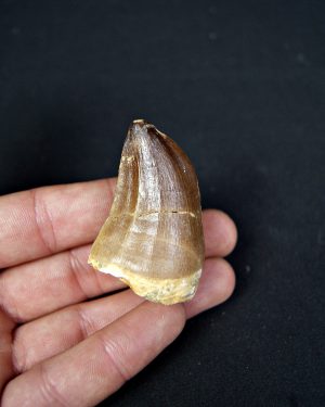 SONY DSC Diente de Mosasaurus