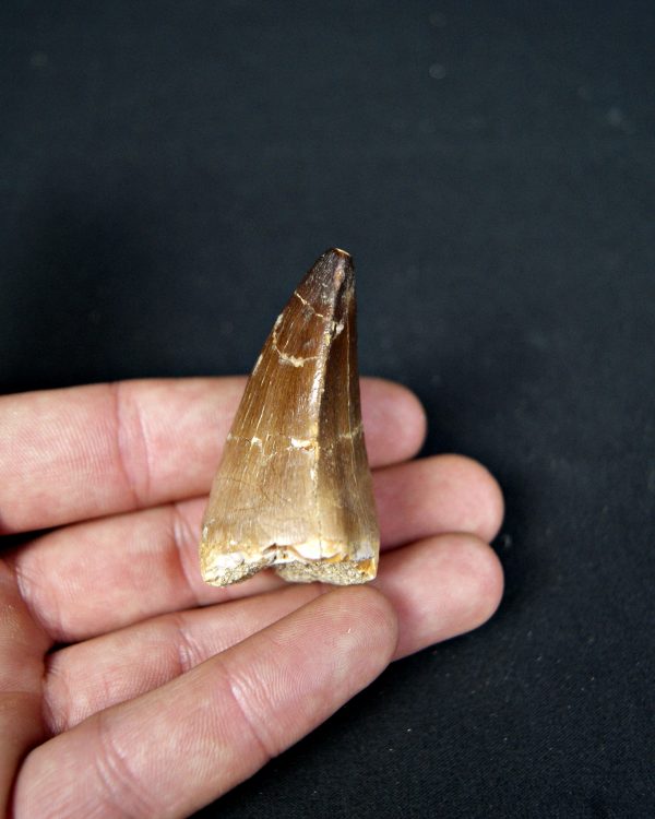 SONY DSC Diente de Mosasaurus