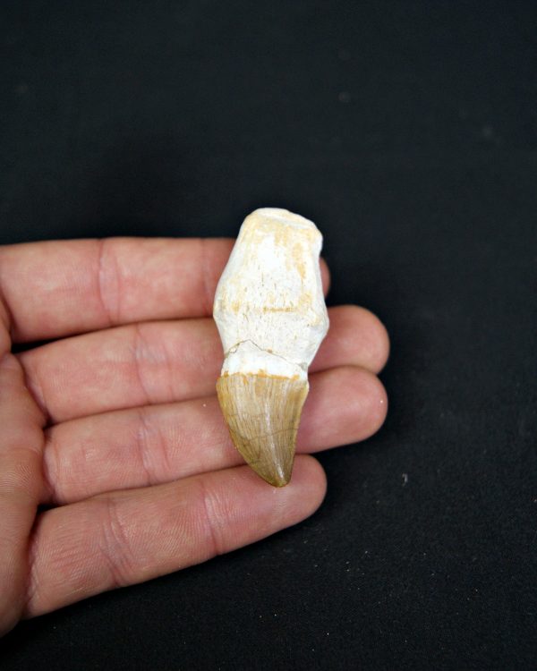 SONY DSC Diente enraizado de Mosasaurus beaugei