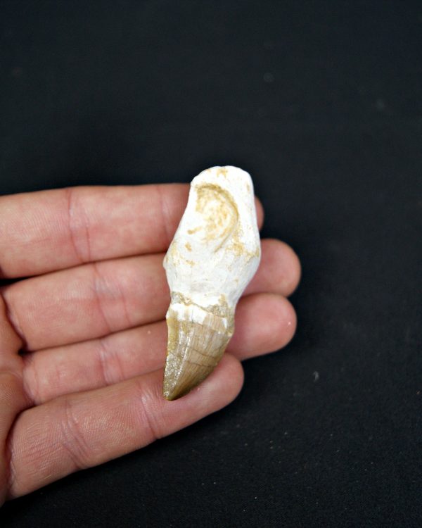 SONY DSC Diente enraizado de Mosasaurus beaugei