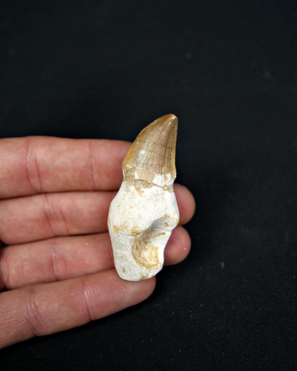 SONY DSC Diente enraizado de Mosasaurus beaugei