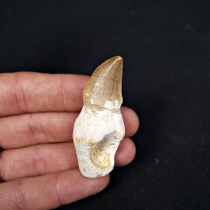 Diente enraizado de Mosasaurus beaugei