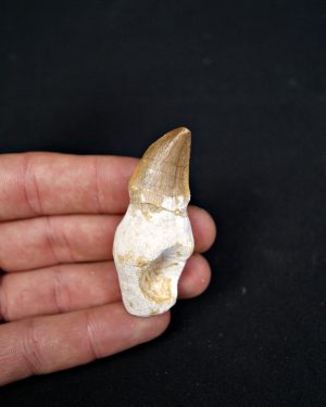 Diente enraizado de Mosasaurus beaugei