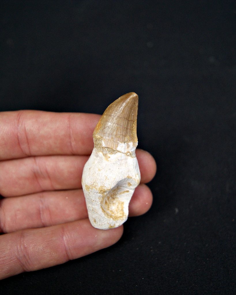 Diente enraizado de Mosasaurus beaugei