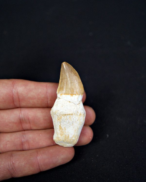 SONY DSC Diente enraizado de Mosasaurus beaugei