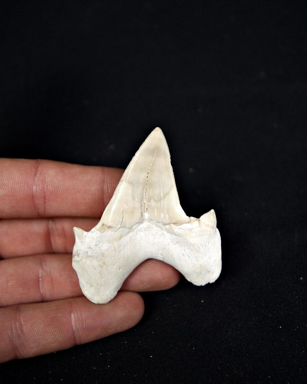 SONY DSC Otodus obliquus de gran tamaño