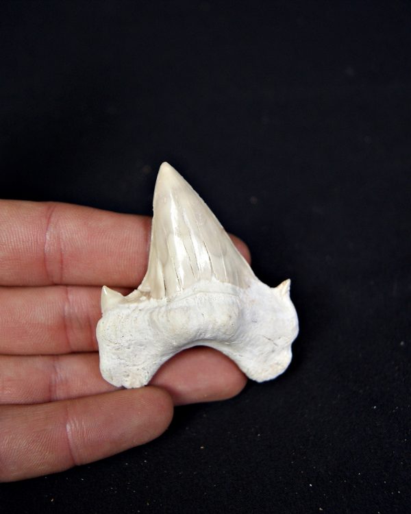 SONY DSC Otodus obliquus de gran tamaño