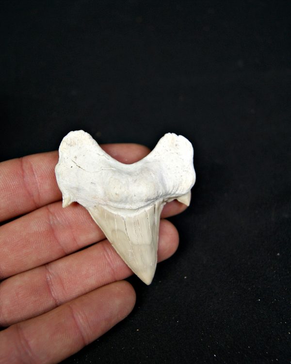 SONY DSC Otodus obliquus de gran tamaño