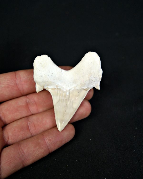 SONY DSC Otodus obliquus de gran tamaño