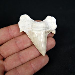 Otodus obliquus de gran tamaño