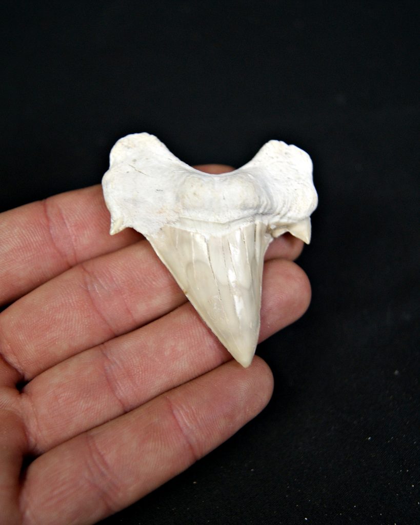 Otodus obliquus de gran tamaño