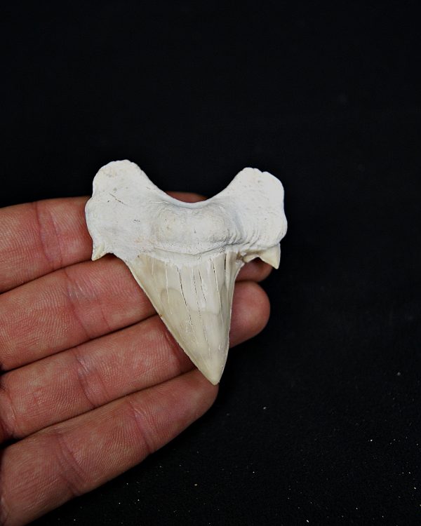 SONY DSC Otodus obliquus de gran tamaño