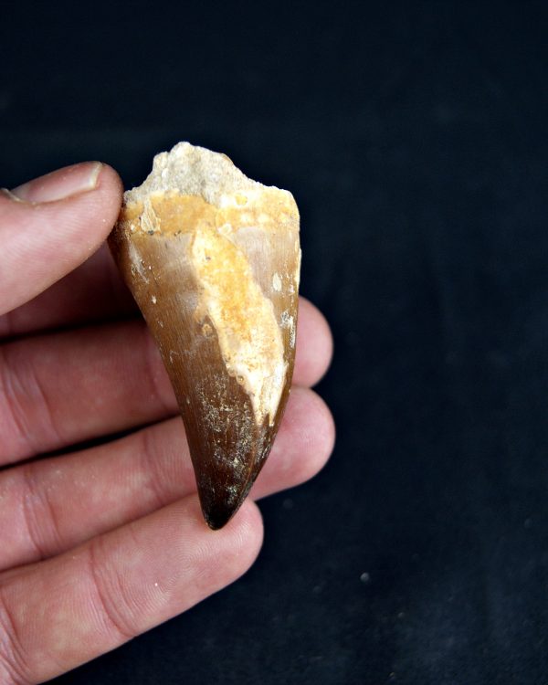 SONY DSC Diente de Thalassotitan atrox