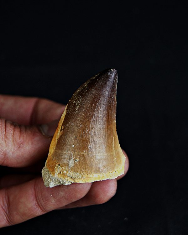 SONY DSC Diente de Thalassotitan atrox