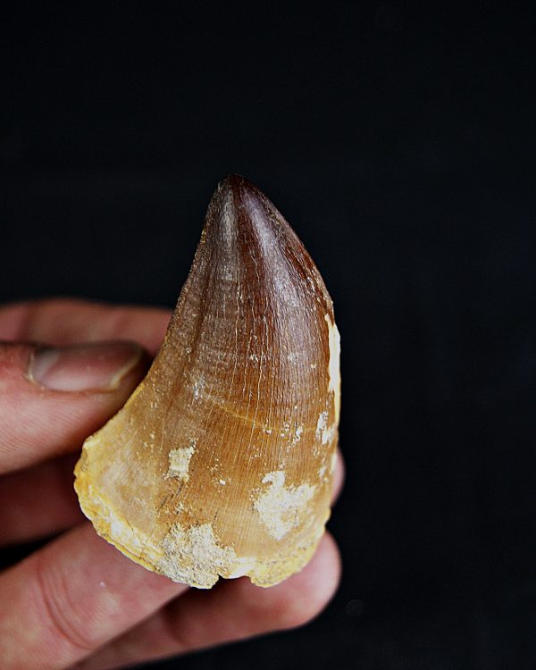 SONY DSC Diente de Thalassotitan atrox