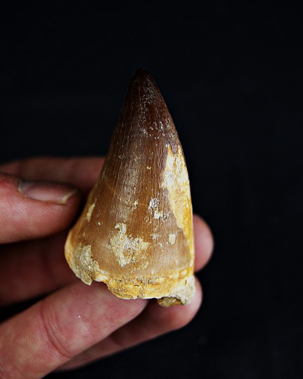 SONY DSC Diente de Thalassotitan atrox