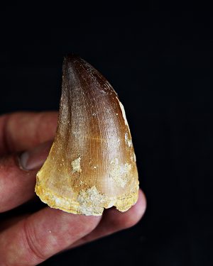 Diente de Thalassotitan atrox